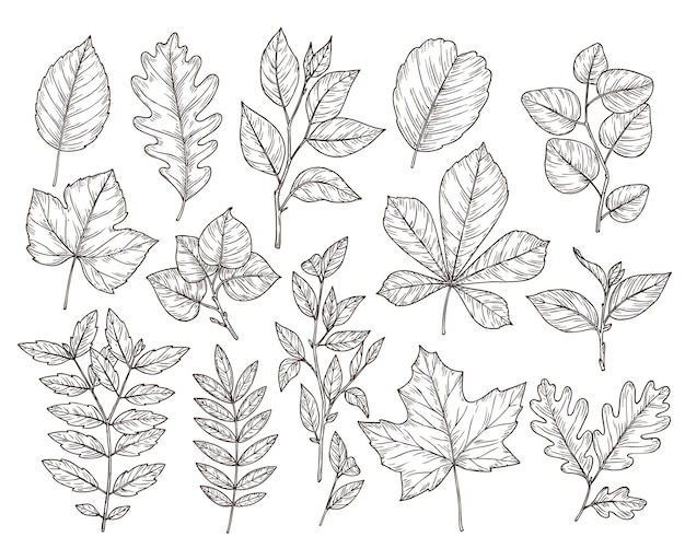 Folhas da floresta de mão desenhada. desenho de folha de outono, elementos da natureza. ramo botânico de carvalho, folhagem de outono e ilustração vetorial de plantas. desenho de flora de folhagem de outono