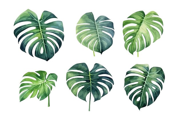 Folhas de aquarela monstera conjunto de ilustração vetorial plana isolada no fundo branco