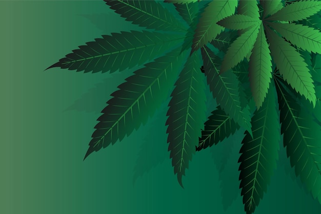 Folhas de cannabis de uma planta em um fundo escuro Fundo de folhas de cannabis ou maconha