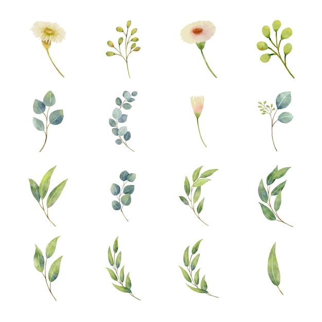 Folhas de eucalipto em estilo aquarela Folhas de plantas de eucalipto e flores isoladas em branco