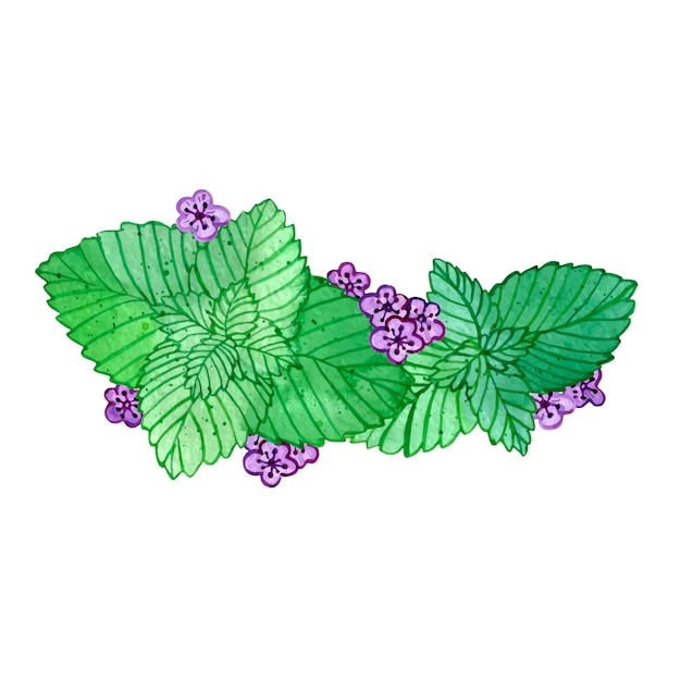 Folhas de hortelã aquarela com flores folhas verdes com pequenas flores violetas hortelã-pimenta fresca