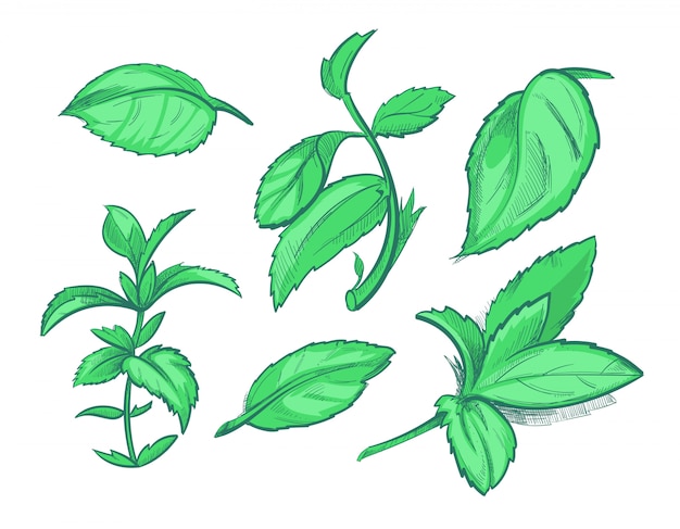 Folhas de hortelã verde, mentol, mão de hortelã pimenta aroma desenhada