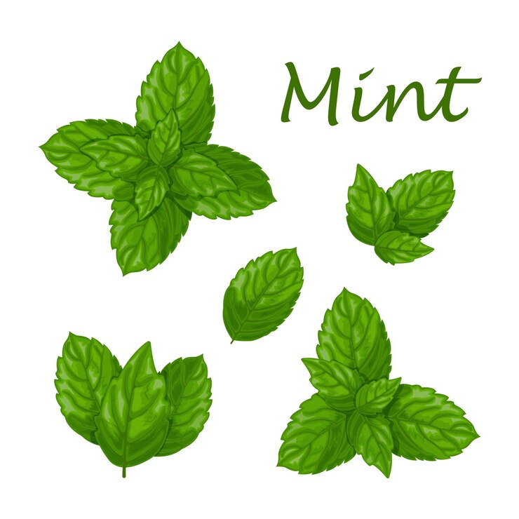 Vetor folhas de hortelã verde uma planta medicinal perfumada para tempero ilustração vetorial isolada em um fundo branco