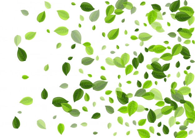 Folhas de limão natureza pano de fundo. Fly Greens