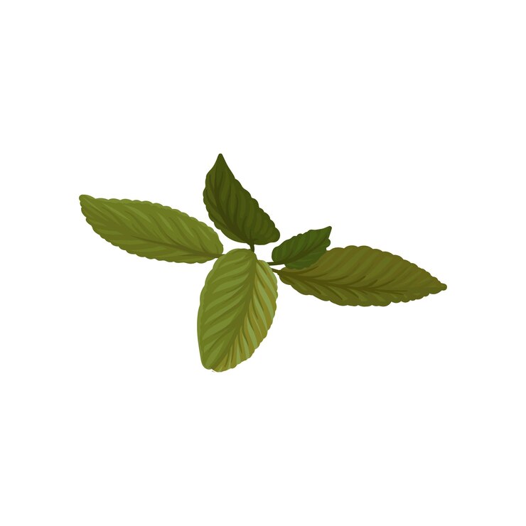 Vetor folhas de manjericão verde fresco erva anual aromática ingrediente culinário elemento vetorial plano para livro ou pôster de culinária