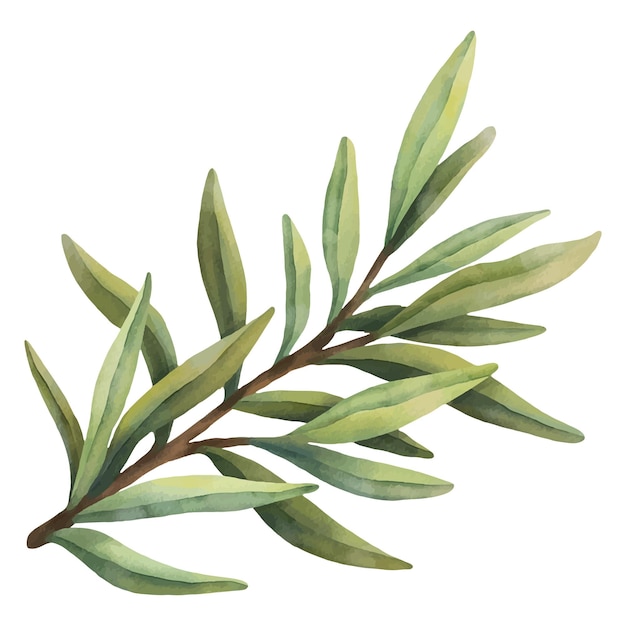 Folhas de oliveira em aquarela