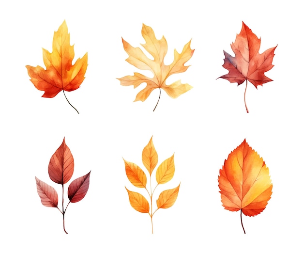 Vetor folhas de outono aquarela conjunto conjunto de folhas de bordo de outono