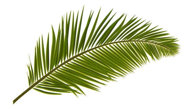 Vetor folhas de palmeira realistas verdes isoladas no branco. ramo de palmeira para compor uma colagem. ilustração vetorial