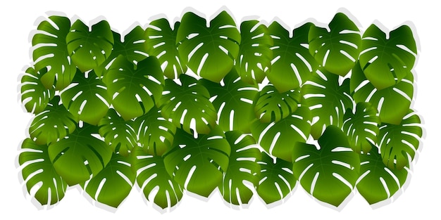 Folhas de palmeira tropicais em um fundo branco Fundo verde vetor de folhas de selva ou monstera