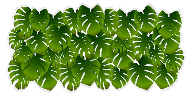 Folhas de palmeira tropicais em um fundo branco fundo verde vetor de folhas de selva ou monstera