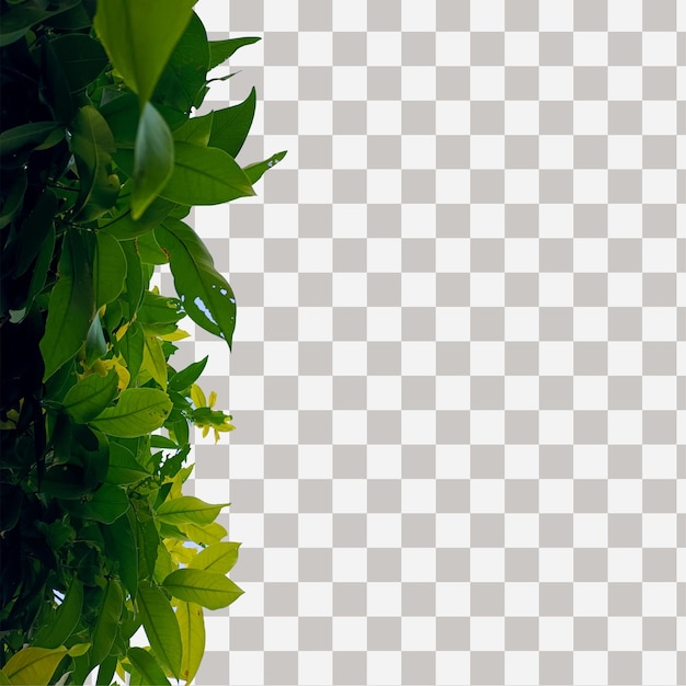 folhas de plantas tropicais frescas realistas fundo isolado transparente