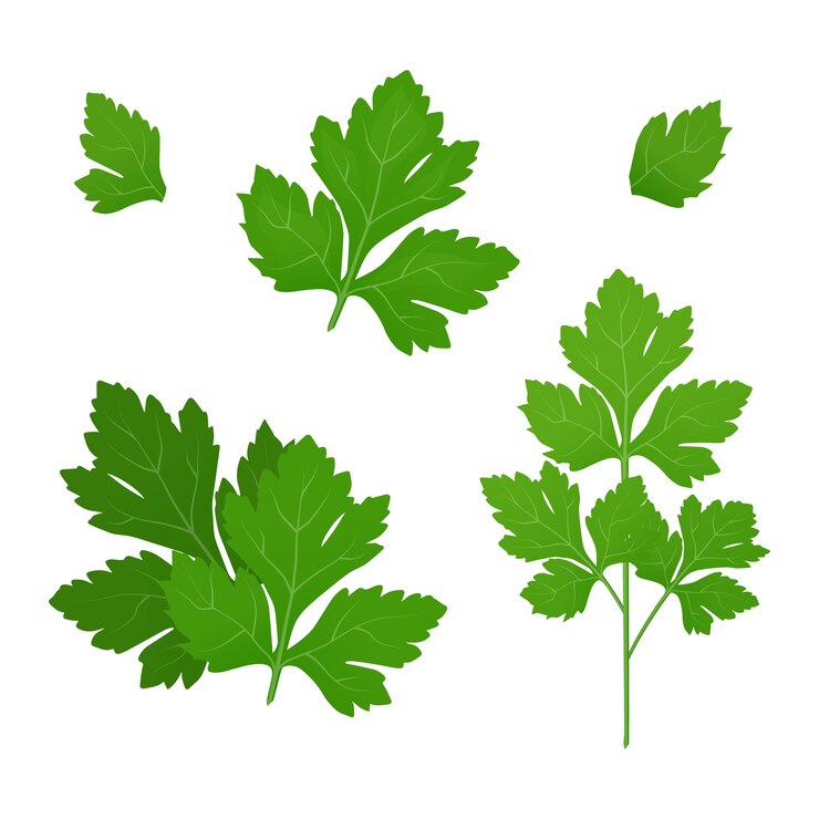 Folhas de salsa verde fresca em fundo branco. Salsa isolada. ilustração.
