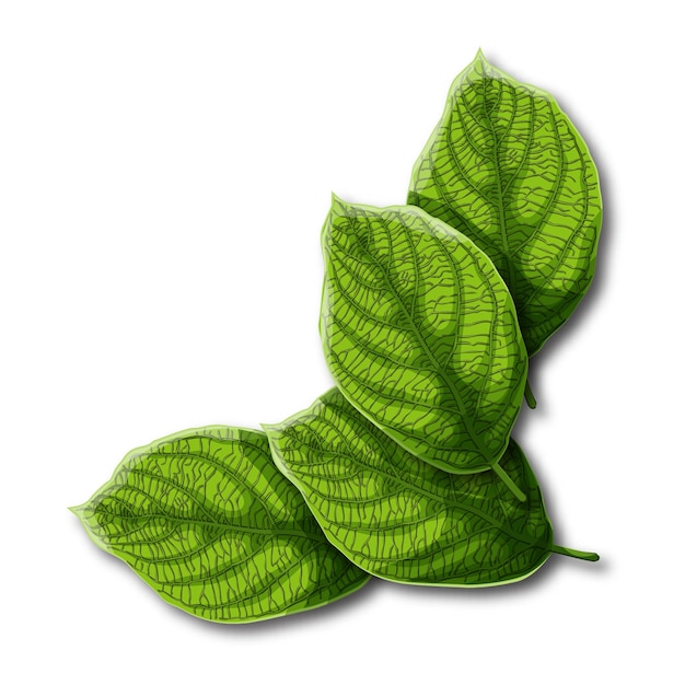 Folhas do verde com as veias isoladas no fundo branco.