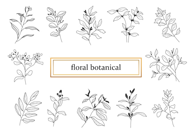 Folhas e flores botânicas desenhadas à mão para decoração