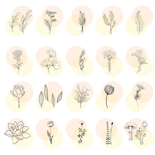 Folhas e flores com fundo branco