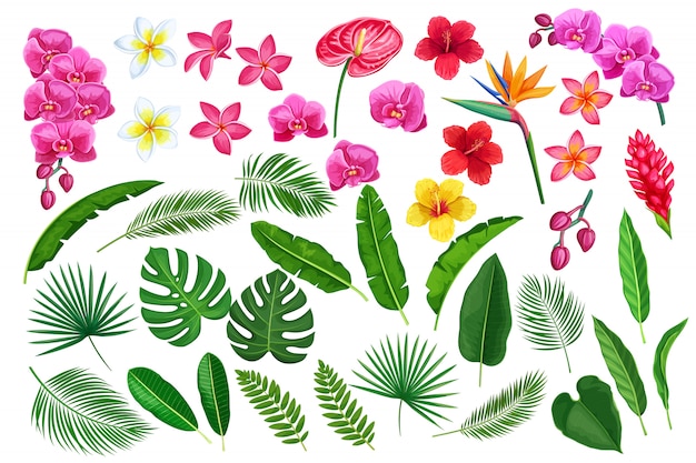 Vetor folhas e flores tropicais