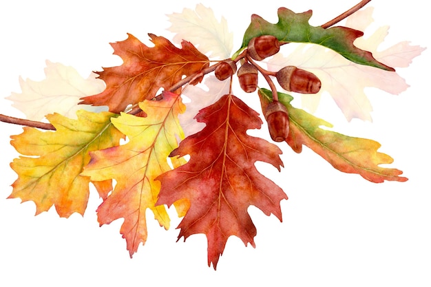 Folhas e galhos em aquarela na temporada de outono