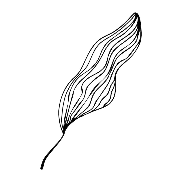 Folhas em estilo doodle. Ilustração vetorial Mão desenhada linha arte folhas em fundo branco