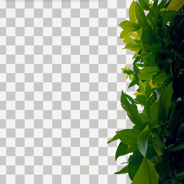 Folhas frescas de árvores tropicais e galhos isolados em primeiro plano usados para decoração