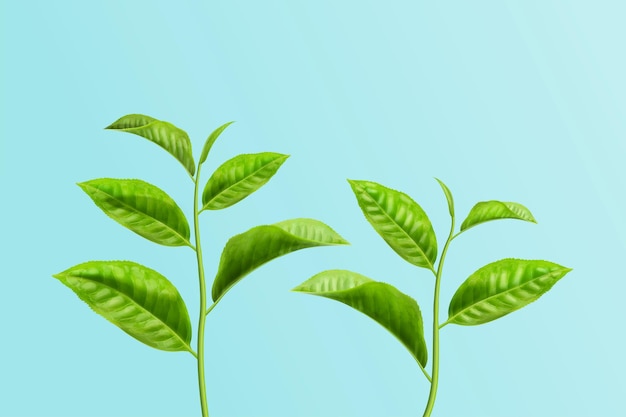 Folhas frescas de chá verde