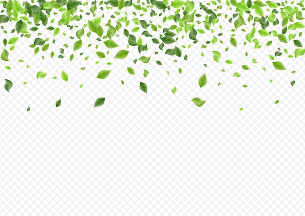Vetor folhas gramíneas caindo ramo de fundo transparente de vetor. conceito de hortaliças orgânicas. planta erval de folhagem verde-oliva. leaf spring design.