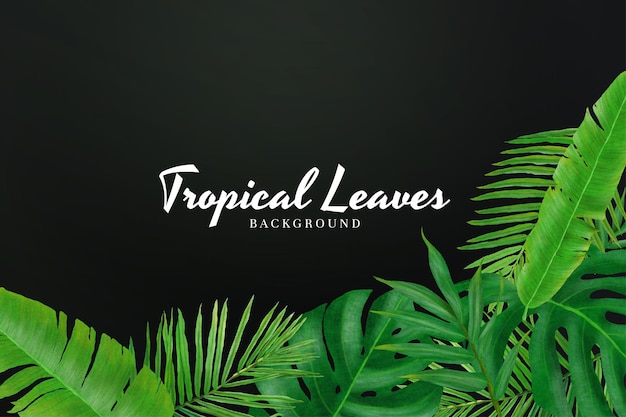 Folhas tropicais borda de fundo de vegetação luxuriante