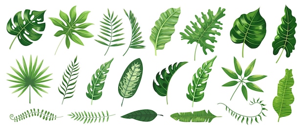 Folhas tropicais com várias formas e texturas, incluindo folhagem de palmeira monstera e banana, ideais para decoração doméstica, projetos ecológicos e projetos com temas de folhas tropical. Ilustração vetorial