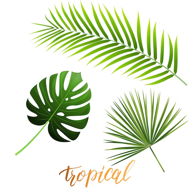 Folhas tropicais de monstera, coqueiro, palmeira. conjunto de folhas de palmeira na moda.