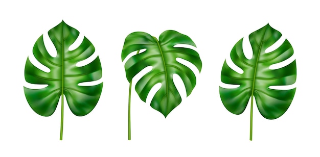 Folhas tropicais definir folhagem realista monstera