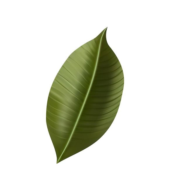 Folhas tropicais exóticas da selva