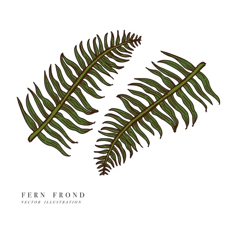 Vetor folhas tropicais - fronde de samambaia. fundo desenhado de mão.