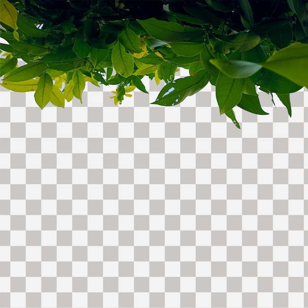 folhas verdes de maçã de água isoladas em fundo transparente borda superior do quadro