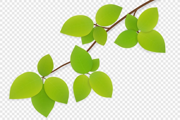 folhas verdes em galho de árvore isoladas em fundo transparente