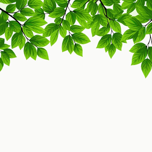 Folhas verdes em galhos com fundo branco