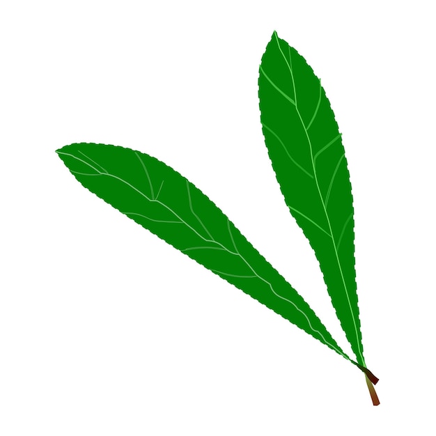 Folhas verdes em uma ilustração vetorial de fundo branco