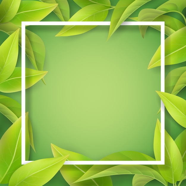 Folhas verdes maduras e moldura branca. folha detalhada de uma planta ou árvore de chá. plano de fundo para o cartão de convite sazonal de primavera.
