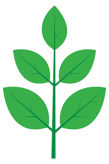 Folhas verdes Ramos botânicos