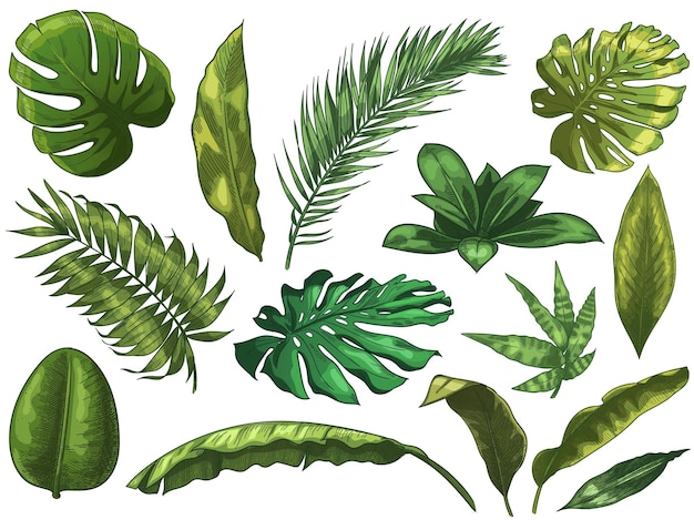 Folhas verdes tropicais. Folha de natureza de floresta tropical desenhada de mão, cor esboçada monstera deixa ilustração conjunto.