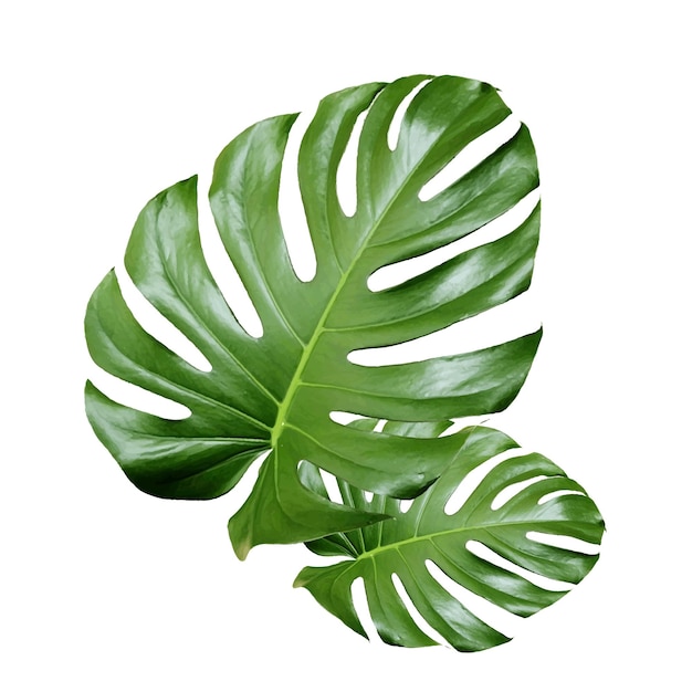 Folhas verdes vetoriais grandes da planta monstera tropical isoladas no fundo branco