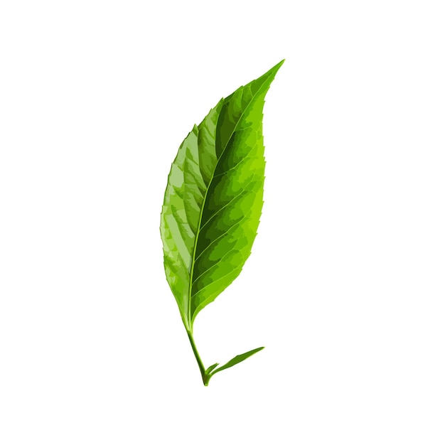 Folhas voadoras Verde isolado em fundo branco do vetor da natureza
