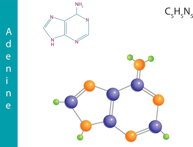 Fórmula molecular de adenina fórmula estrutural química e modelo de nucleobases encontradas no vetor de dna