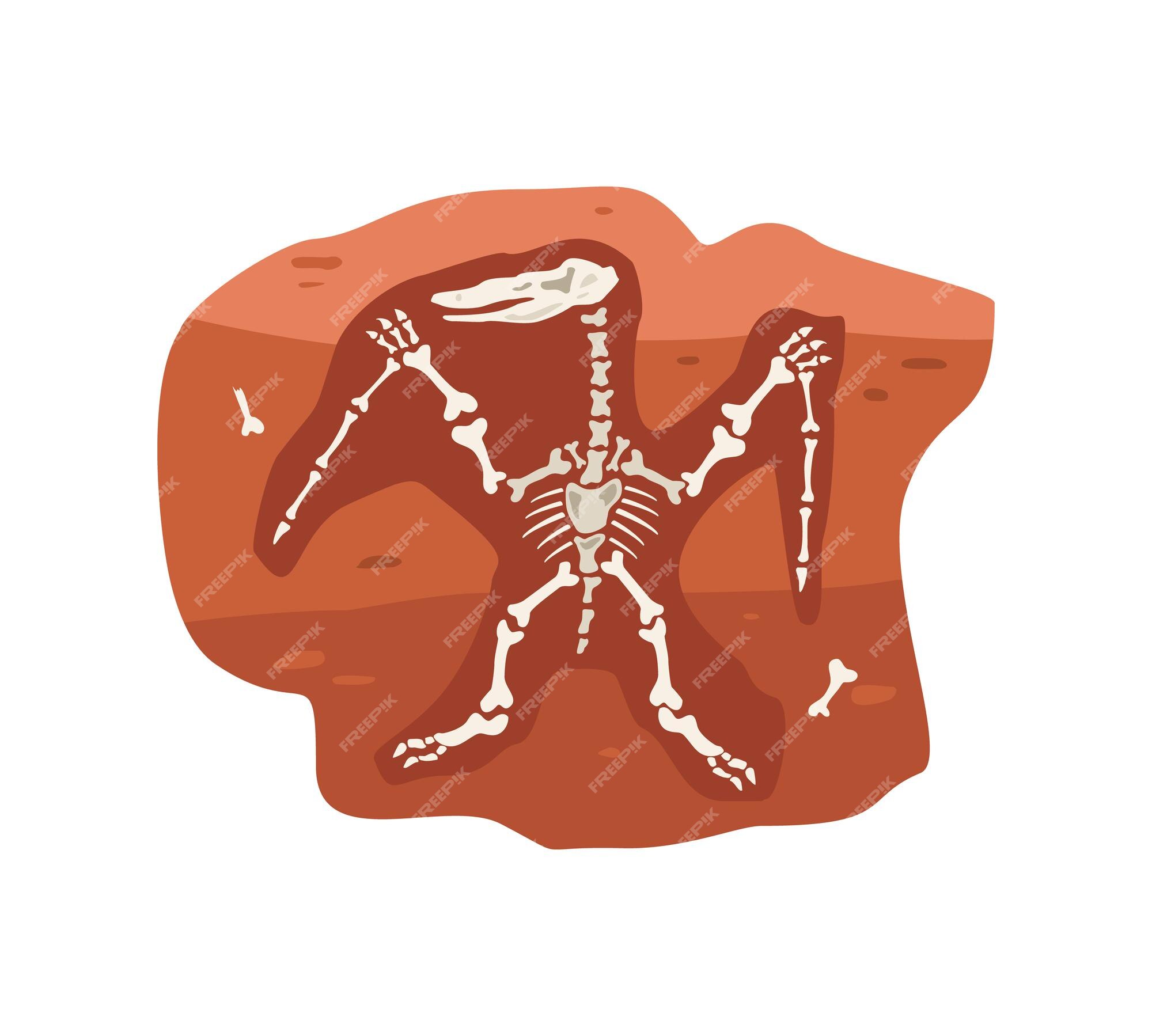 Fóssil de esqueleto de dinossauro antigo. Ilustração de desenho animado  plano vetorial imagem vetorial de prettyvectors© 142599953