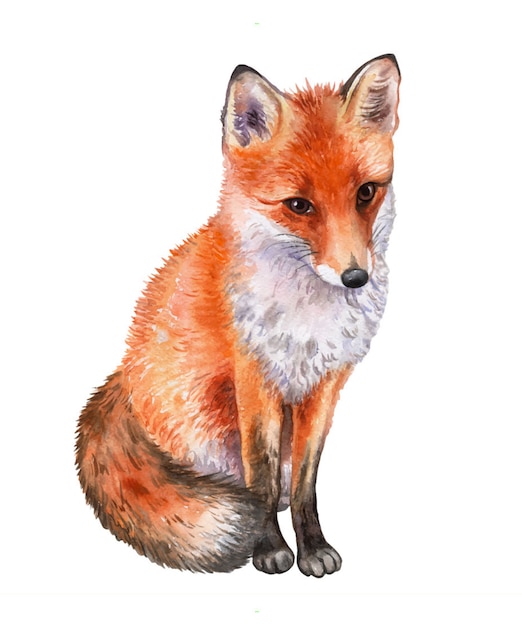 Fox isolado. aquarela