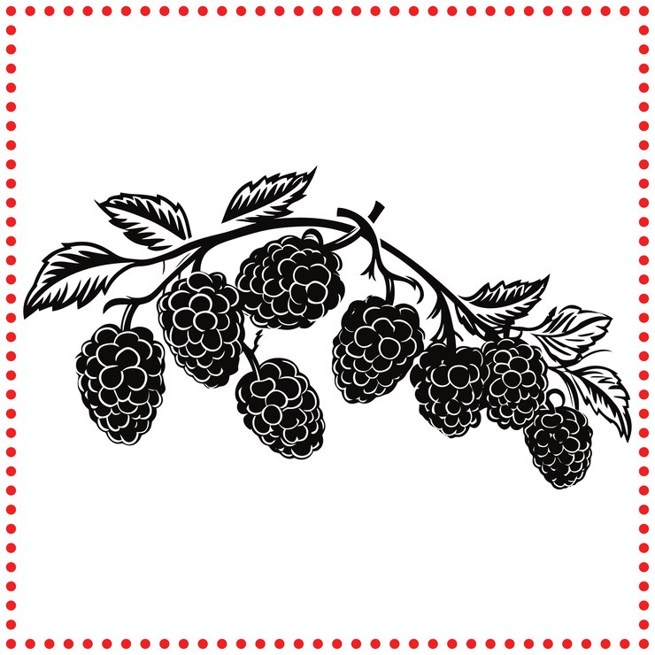 Vetor framboesas deliciosas uma silhueta perfeita para desenhos culinários e botânicos