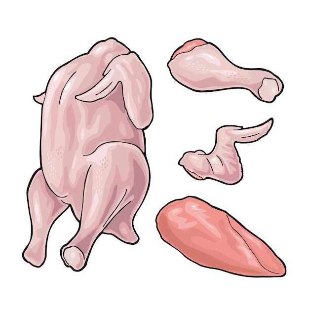 Vetor frango cru de asa de perna inteira ilustração em vetor de cor