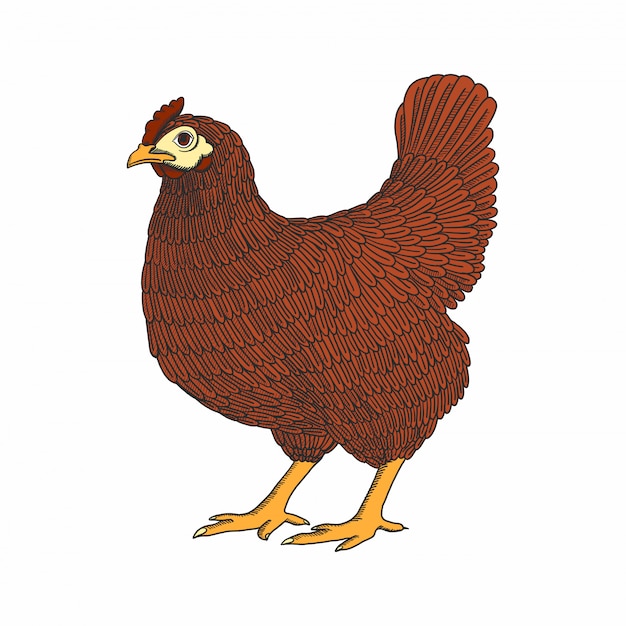 Frango desenhado de mão, galinha. aves de capoeira. esboço de pássaro colorido vintage