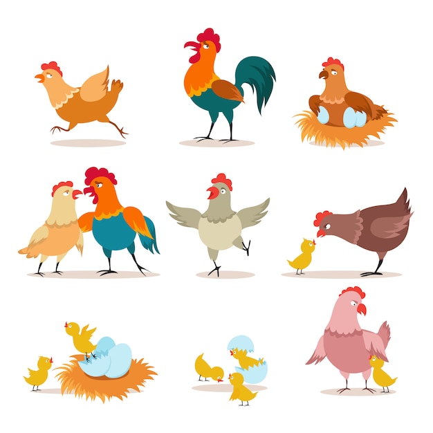 Vetor frango dos desenhos animados. pintainho com ovos, galinha e galo. frango feliz natal, aves domésticas e personagens de animais dos namorados