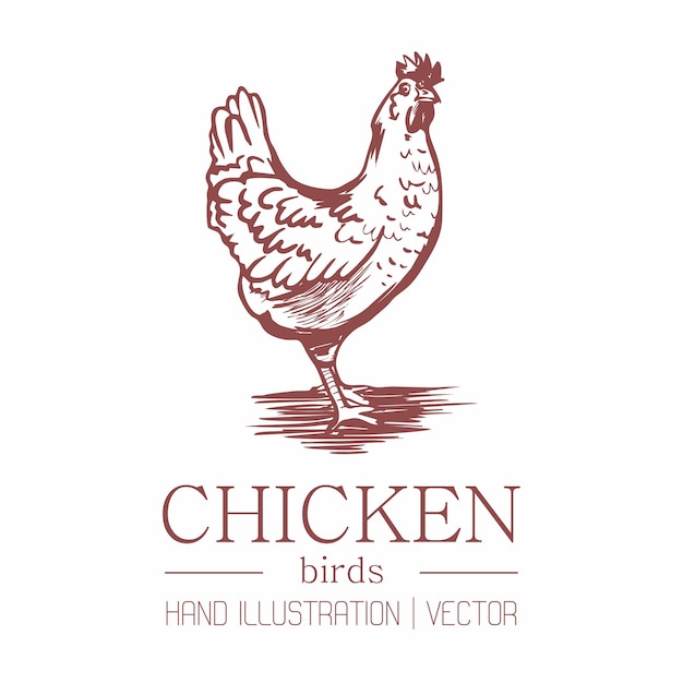 Vetor frango. estilo vintage. desenho à mão.