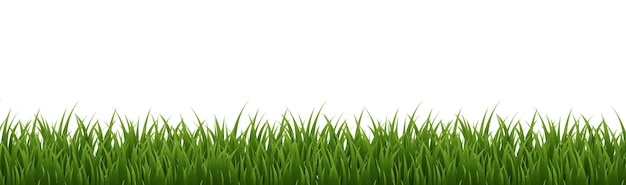Fronteira de grama verde com fundo branco