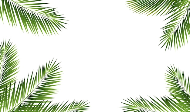 Fronteira de palmeira tropical fundo branco isolado